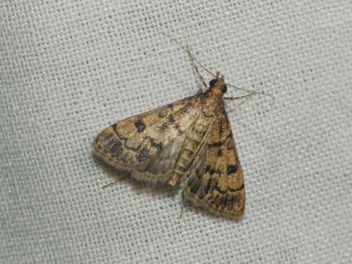 Dolicharthria bruguieralis